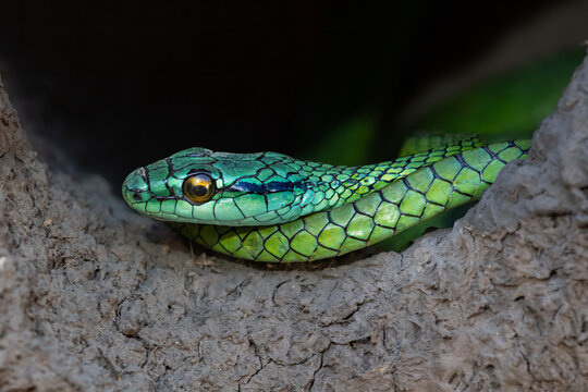 Culebra verde retrato