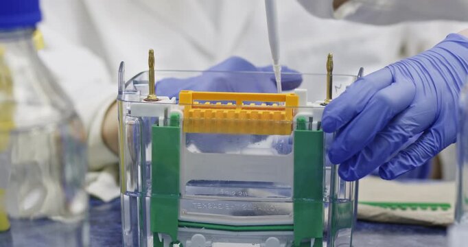 A scientist inserts a DNA sample into a thin polyacrylamide gel using a thin tip of a dispenser to perform nucleic acid electrophoresis. Inserting samples for separation.