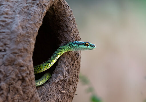 Culebra verde bocona