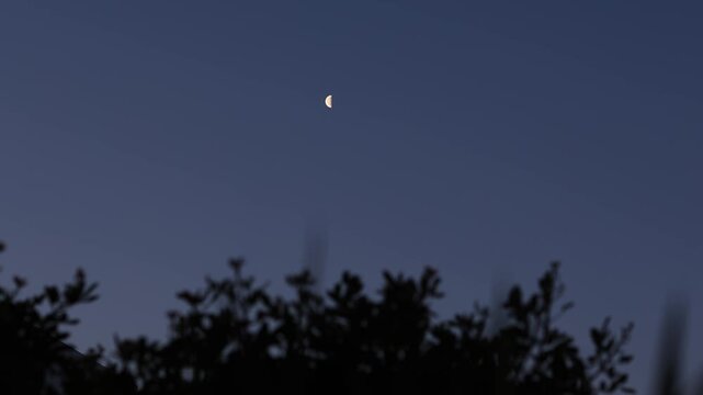 Half Moon third quarter with windy tree silhouettes on a morning blue hour sky.