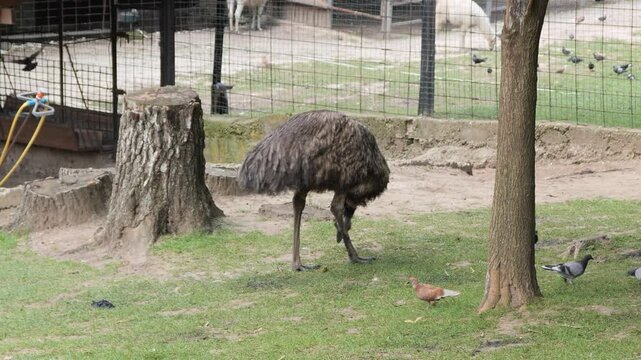 A large emu walking on green grass inside a zoo enclosure on a cloudy summer day.
