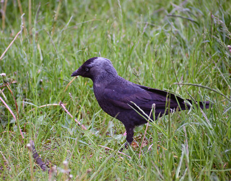 jackdaw