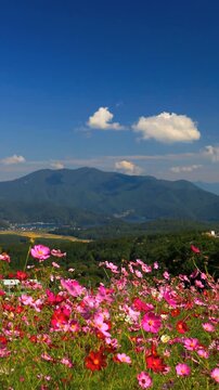 黒姫高原のコスモスと野尻湖と斑尾山