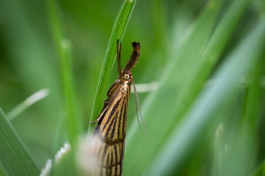Close up macro of a detailed caddisfly resting on a green blade of grass