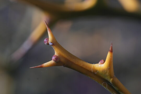 thorns of thorns