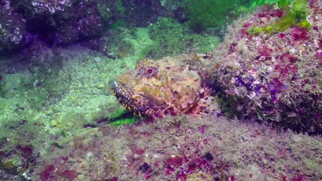 Black scorpionfish swimming away from the camera near a reef rock.