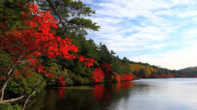白駒池のドウダンツツジの紅葉