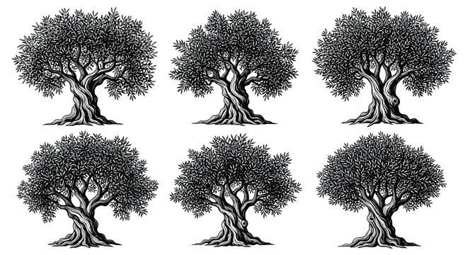 Hand drawn olive trees with twisted trunks and dense green foliage in detailed black and white engraving style.