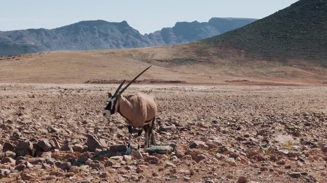 Lone oryx grazing in the arid Sossusvlei desert of Namibia