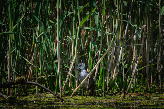 Juvenile Eurasian coot chick hiding among dense green reeds in a wetland pond