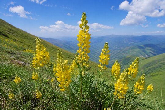 Yellow astragalus flowers sway on a sunny hillside, captured in a gentle breeze.