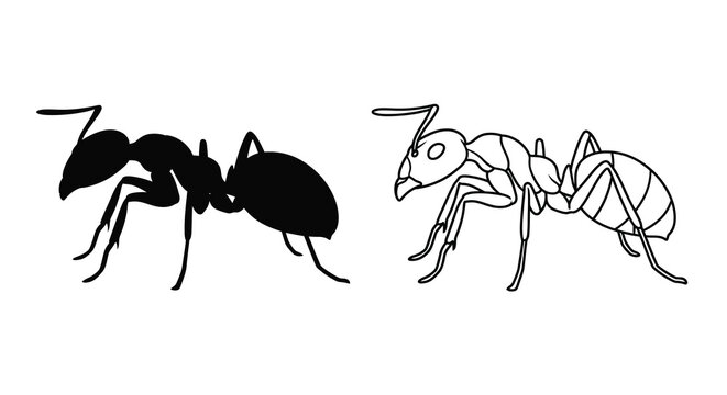 Ant insect depiction with a solid black silhouette and a line drawing isolated on white background silhouette ants