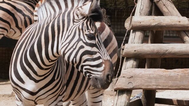 Medium shot of an African zebra showcasing its unique black and white stripes in a safari park or zoo.
