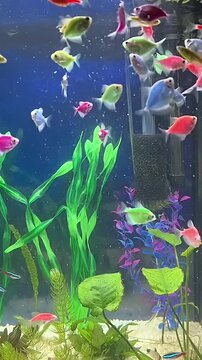 Colorful glofish swimming in a freshwater aquarium with aquatic plants