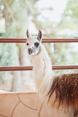 Obraz premium alpaca looking at the camera inside a pen