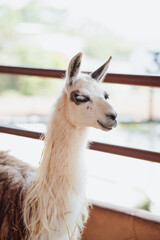Obraz premium alpaca looking at the camera inside a pen