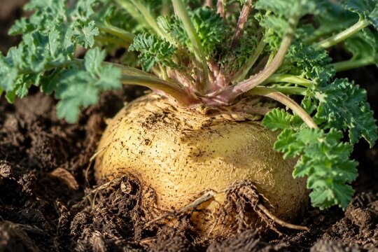 Extreme close-up of a maca plant focusing on its thick, textured root.