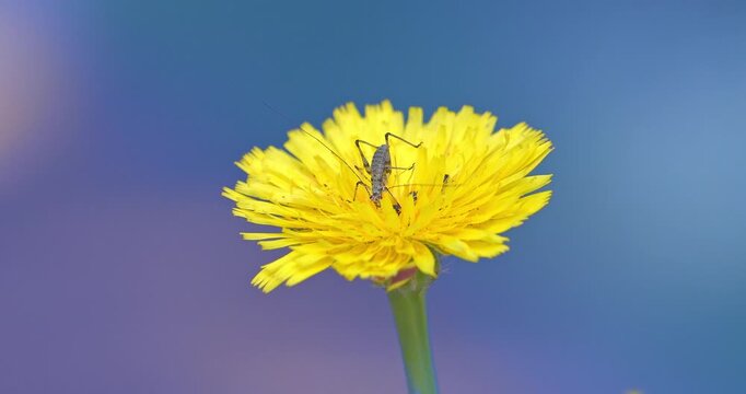 Macro - Insect on yellow flower.