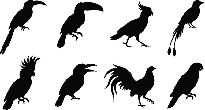 Collection of exotic bird silhouettes featuring toucan cockatoo parrot and rooster for nature design and wildlife projects