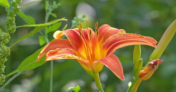Macro - Orange lily in the woods