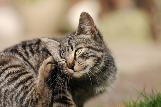 Grey tabby domestic cat scratching behind its ear outdoors. A natural grooming behavior of a pet cat in a garden or outdoor environment.