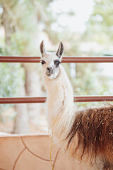 Obraz premium alpaca looking at the camera inside a pen