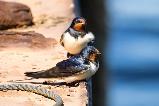 The barn swallow is a migratory bird that migrates early in the spring.