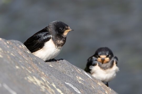 The barn swallow is a migratory bird that migrates early in the spring.