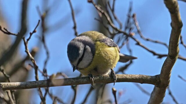 Eurasian blue tit (Cyanistes caeruleus) bird devouring insect on a branch