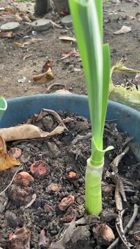 Fresh green leek regrowing from discarded roots in soil. Sustainable gardening concept showing kitchen waste recycling, home gardening, regrowth, eco living, and zero waste lifestyle.
