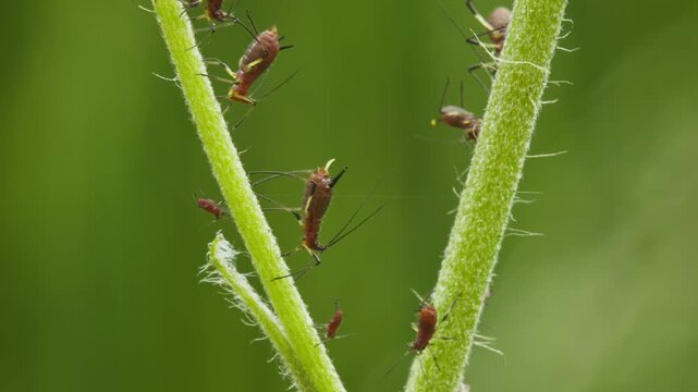 aphids hanging on a plant stem sucking