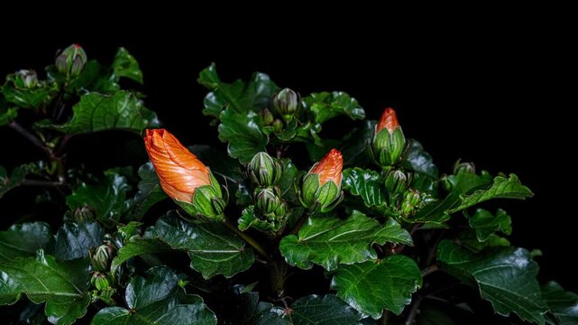hibiscus flower blooming opening time lapse