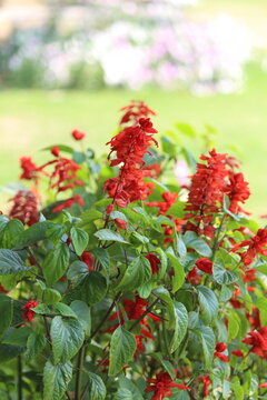 red flowers in the garden