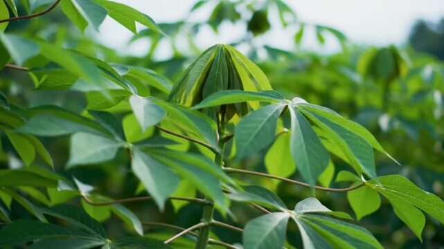 Close-up of vibrant green cassava plant leaves gently swaying in the sunlight creating an appealing natural aesthetic