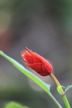 red flower close up for cards and wallpaper