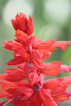 red flower close up