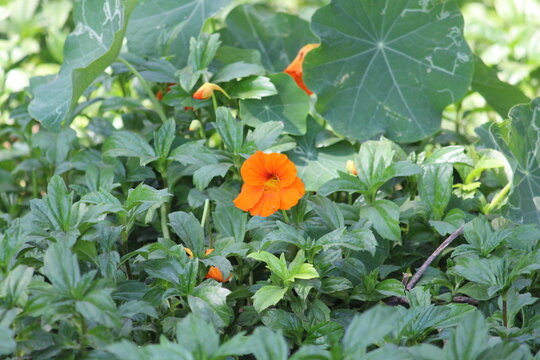 orange flowers in the garden
