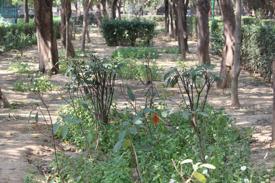 path in the forest
