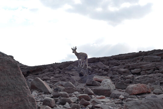 Wild Nubian ibex standing among rocky desert terrain near Eilat in southern Israel. Native mountain goat species inhabiting the Negev Desert and Red Canyon region.