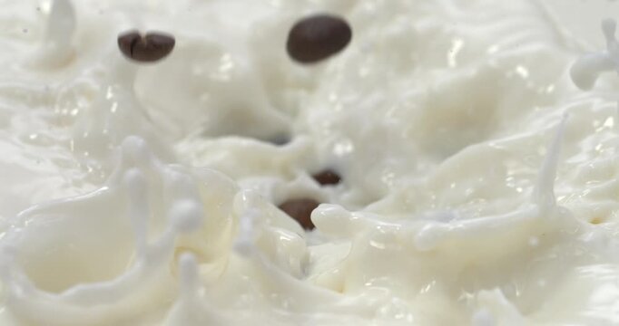 Roasted coffee beans falling into milk or cream with splash in super slow motion
