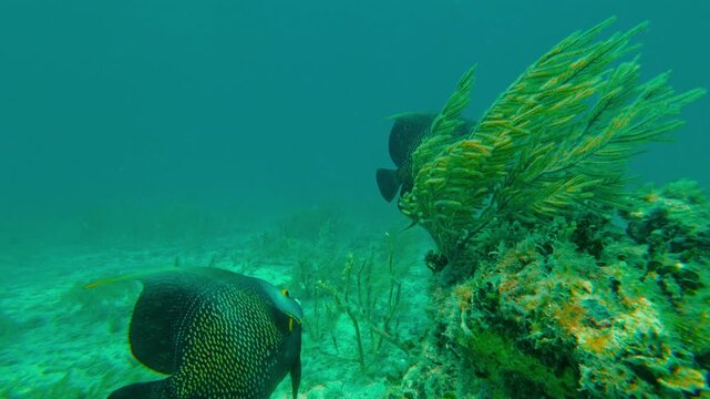 Underwater view of French angelfish swimming over coral reef. Snorkeling video clip of tropical marine life in Puerto Morelos, Mexico.