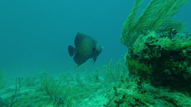 Underwater view of French angelfish swimming over coral reef. Snorkeling video clip of tropical marine life in Puerto Morelos, Mexico.