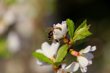 Close up honeybee on blosom © Shemuel