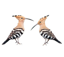 Pair of common hoopoe birds standing side by side showing distinct striped plumage and crests with wildlife ©  SobuzForge
