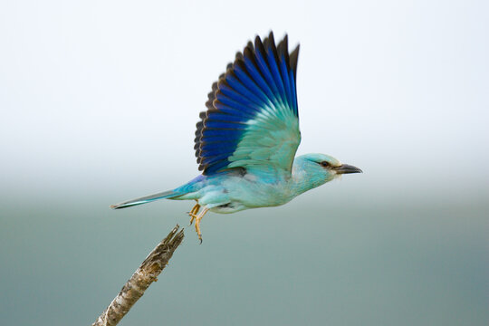 Lilac-breasted roller bird with vivid blue wings flying from a branch wildlife feathers colorful outdoors