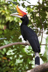 Profile view of a majestic oriental pied hornbill perched on a tree branch in its natural habitat ©  SobuzForge