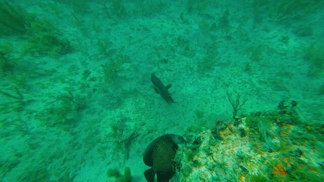Underwater view of French angelfish swimming over coral reef. Snorkeling video clip of tropical marine life in Puerto Morelos, Mexico.