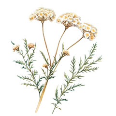 Achillea Branch, beautiful watercolor illustration with vivid colors and detailed vector style, isolated on a white background. © soltrex
