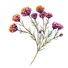 Achillea Branch, high quality watercolor illustration with transparent textures, isolated on a white background. © soltrex