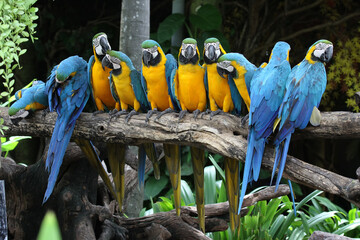 Group of blue and yellow macaws perched on a tree branch in a tropical setting with tropical birds, tropical ©  SobuzForge